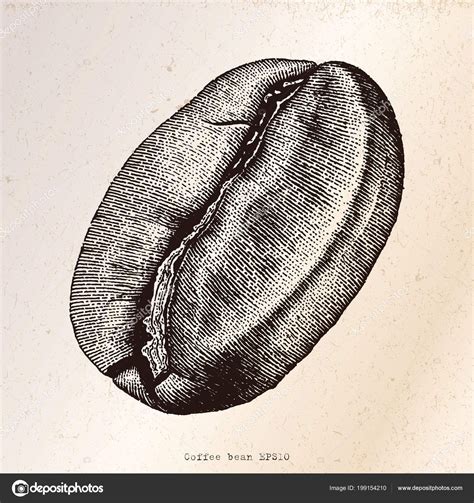 Coffee Bean Hand Drawing Engraving Coffee Illustration Engraving