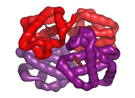 We suggest you do exactly that! Hemoglobin - MagLab