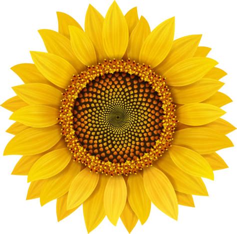 Sunflower Illustrations Royalty Free Vector Graphics And Clip Art Istock