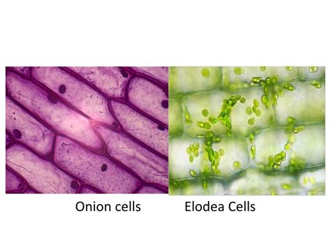 Ppt Onion Cells Elodea Cells Powerpoint Presentation Free Download
