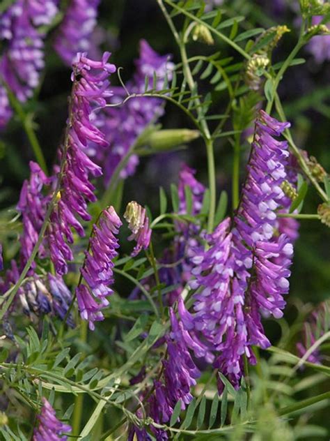 Hairy Vetch Vicia Villosa Seed