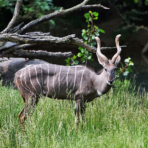 Only at word panda dictionary. Lesser kudu - Wikipedia