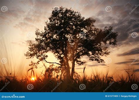 Landscape With A Lone Tree At Sunset Stock Image Image Of Landscape