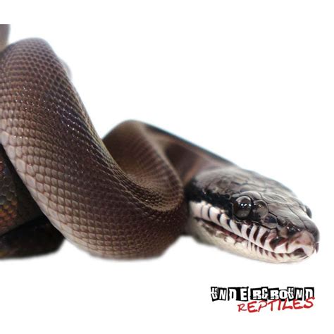 Southern White Lipped Pythons For Sale Underground Reptiles Pythons