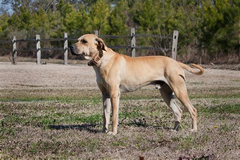 And to act as a guide for judges. Black Mouth Cur Info, Temperament, Training, Puppies ...