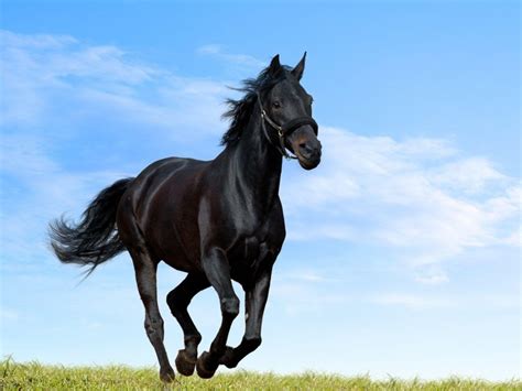 Arabian Horse Wallpapers Wallpaper Cave