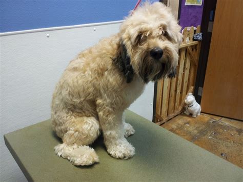 The coat of a wheaten terrier when natural, is soft and silky. The Writing Groomer: Wheatens