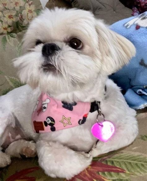 21 Shih Tzu Hairstyles That Would Make Your Shih Tzu A Star The Goody Pet