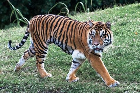 29 Interesting Facts About The Bengal Tiger Ohfact