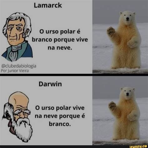 O Urso Polar é Branco Porque Vive Na Neve