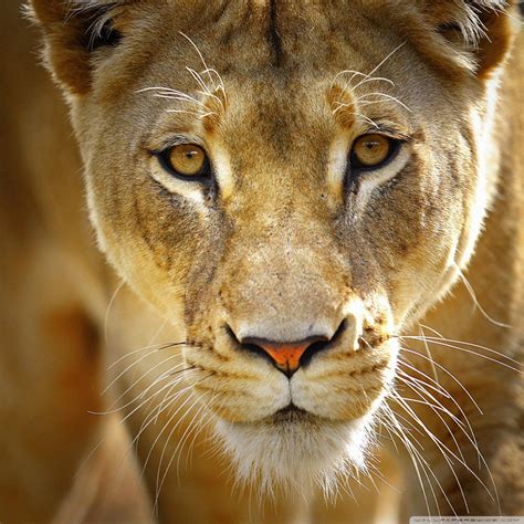 Beautiful Female Lion Ultra Hd Desktop Background Wallpaper For