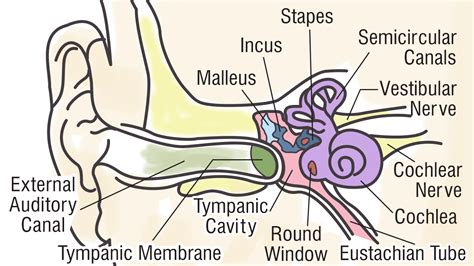 Download Labeled Ear Parts Pictures Directscot