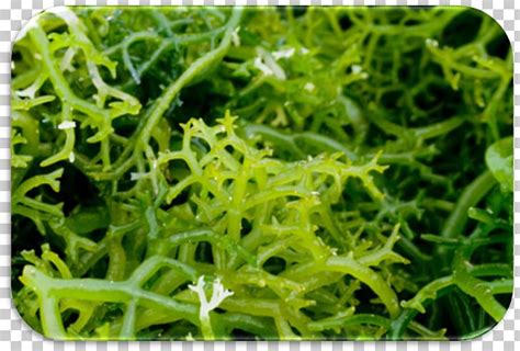 It's the vegetarian substitute for beef gelatin and works similarly. Algae Seaweed Farming Kelp Spirulina PNG, Clipart, Agar ...