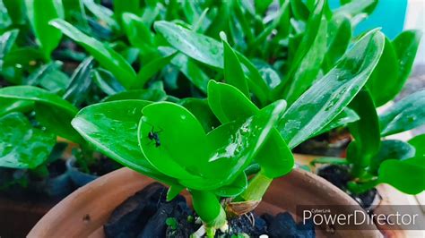 Orchids can be found in almost every country in the world except for antarctica. Orchids and Black Ants - YouTube
