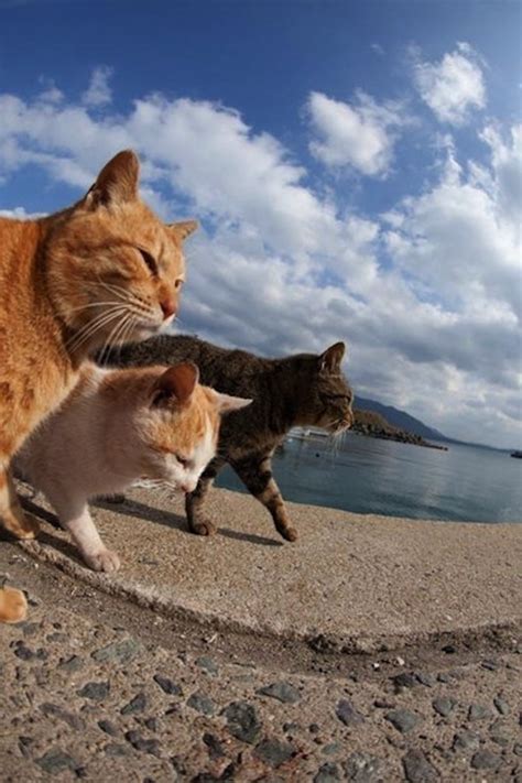 un photographe nous fait découvrir l île des chats adg