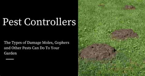 The Types Of Damage Moles Gophers And Other Pests Can Do To Your Garden
