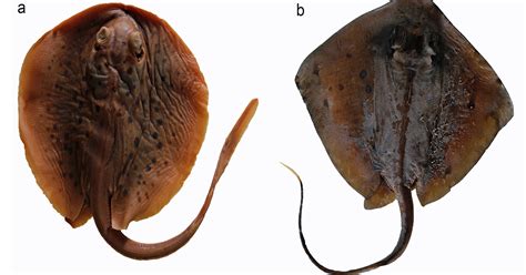 I primi organismi viventi si sono evoluti in una varietà di forme di vita, inclusi gli esseri umani, attraverso un processo di mutazioni casuali e di selezione naturale. Dai musei una nuova razza fossile miliobatiforme | Il Bo ...