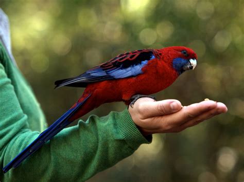 8 Best Large Talking Pet Parrots