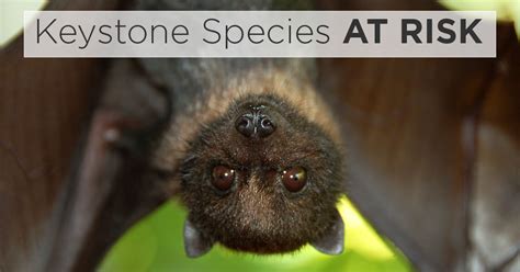Island Conservation Protecting Flying Foxes Keystone Species Island