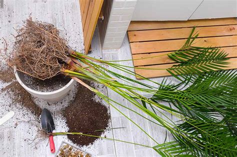 How To Grow And Care For Areca Palm Gardeners Path