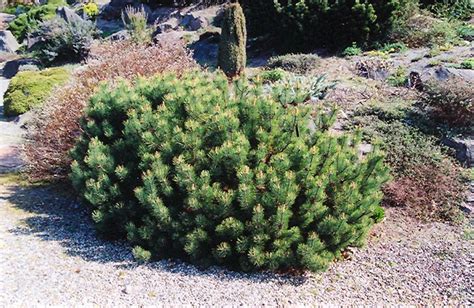 Dwarf Mugo Pine Trees Plants Flowers And Shrubs Mugo Pine
