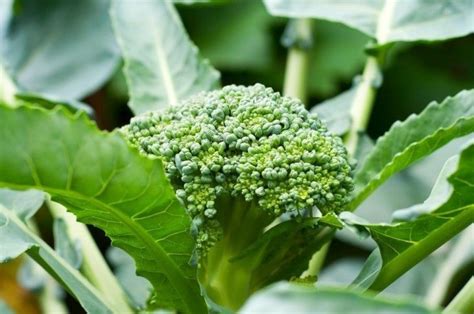 Te Enseñamos A Cultivar Brócoli En Una Simple Maceta 🏰 Casas Increíbles