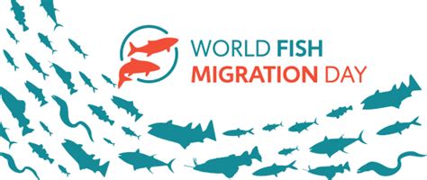 World Fish Migration Day Celebrating Our Fabulous Freshwater Fish