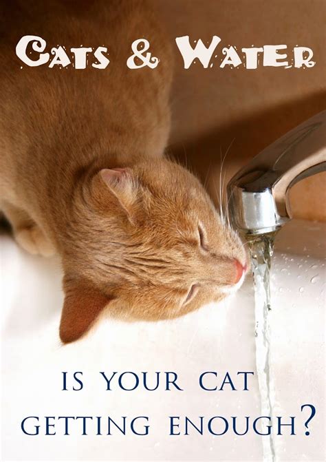 Cats And Water Is Your Cat Getting Enough Morris Animal Inn