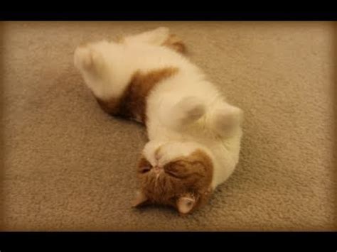 Watch animal planet and you will see the big cats of africa running down the bounding heards of pancakes, like mother nature intended. Pancake, Do a Barrel Roll! - I Can Has Cheezburger ...