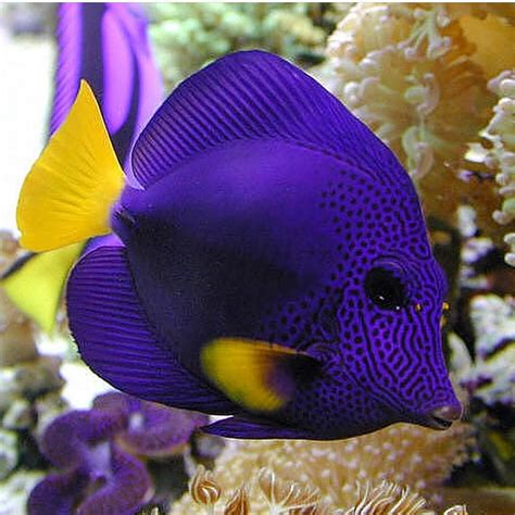 Reef Tank Saltwater Fish Tanks Animals Live In Water Reef Tank