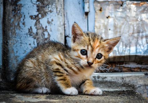 Wallpaper Baby Animals Whiskers Wild Cat Kitten Fauna Vertebrate