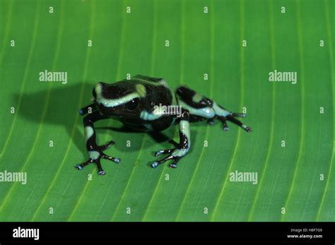 Green And Black Poison Dart Frog Dendrobates Auratus Nicaragua Stock