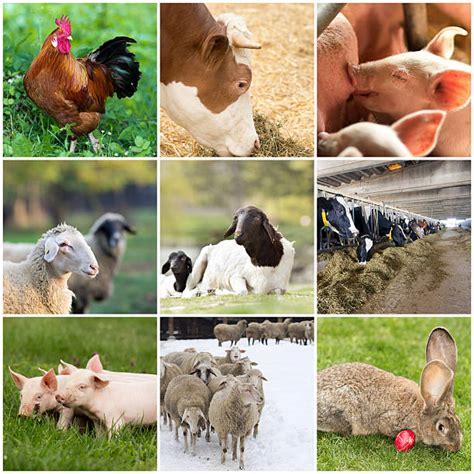 540 Collage Of Farm Animals Stock Photos Pictures And Royalty Free