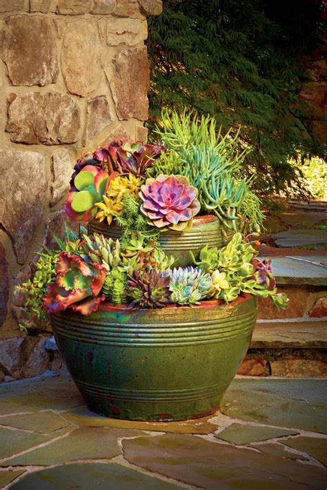 Succulents Succulent Gardening Cactus Garden Succulent Pots Cacti