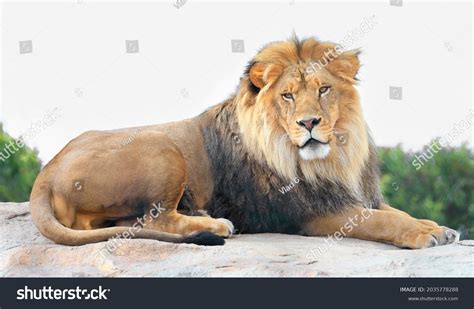 1 251 Adult Lion Sitting Images Stock Photos Vectors Shutterstock