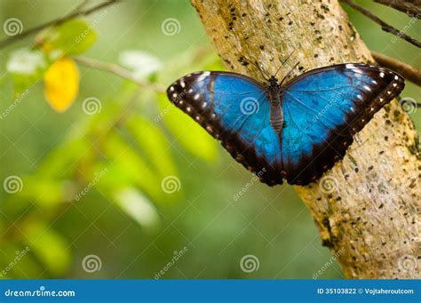 Blue Tropical Butterfly In The Jungle Stock Photo Image Of Animal