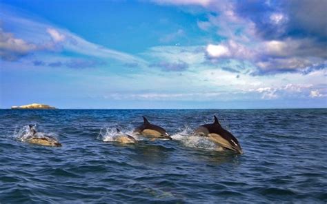 Dolphin 4k Ultra Hd Wallpaper Background Image 4000x2493