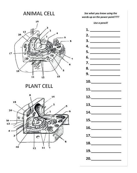 Plant And Animal Cells Worksheets Answers