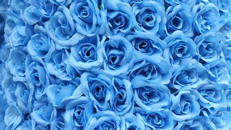 Closeup View Of Bunch Of Blue Roses Petals Hd Blue Wallpapers Hd Wallpapers Id