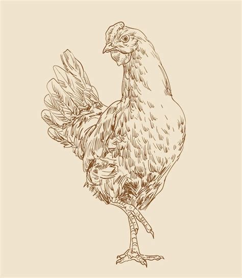 Premium Vector Hand Drawing Assorted Chickens Vector Illustration