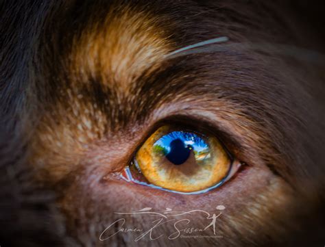 Australian Shepherd Dog Eye Closeup Carmen K Sisson Photographer