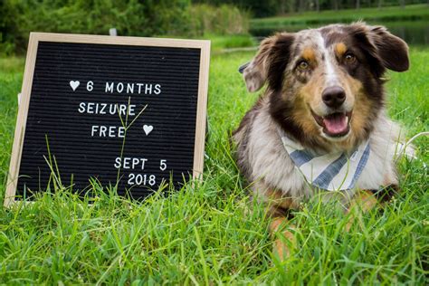 are seizures common in australian shepherds