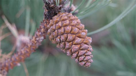 Photo De Pin Sylvestre Comment Identifier Pinus Sylvretris