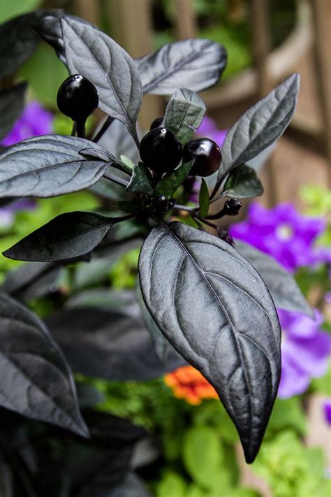 Ornamental Pepper ‘black Pearl Loves Heat Purple Plants Black