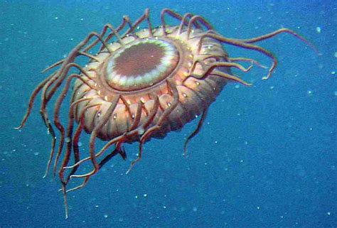 Deep Sea Jellyfish When Attacked By A Predator It Uses