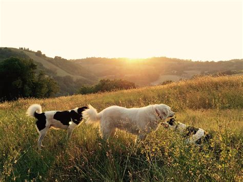 Benefits Of Dogs On Your Farm Provico Rural
