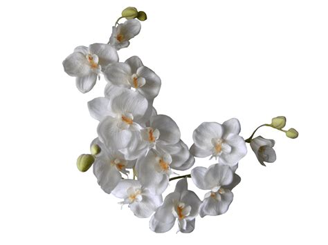 White Orchids On A Branch Transparent Png Stickpng