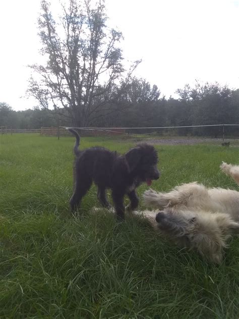 On wuuff all the puppies for sale are raised by experienced breeders who are focused on the three pillars of quality, health and love for their dogs. Irish Wolfhound Puppies For Sale | Live Oak, FL #333263