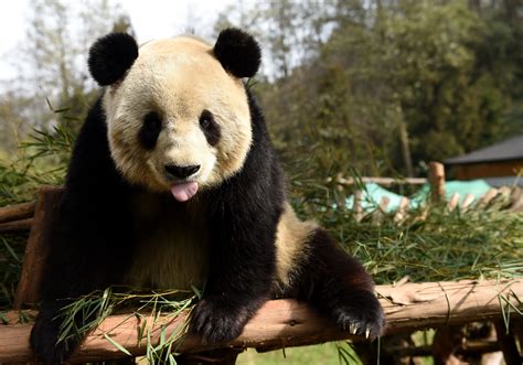In The Black Chinas Wild Panda Population Grew In Past 10 Years New
