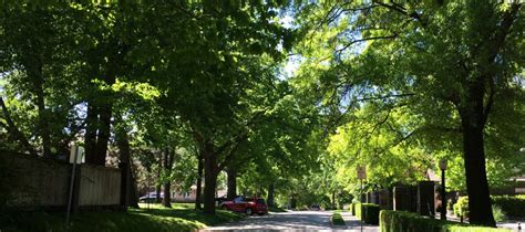 The Magic Of Tree Lined Streets